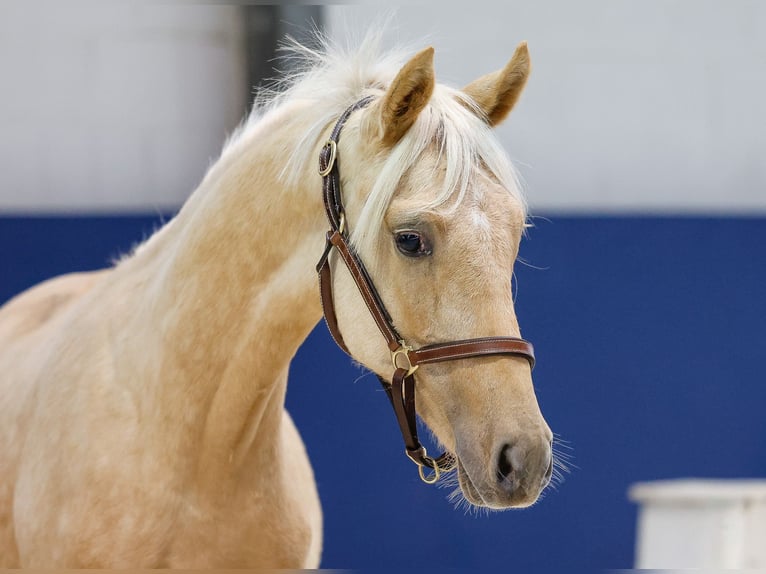 German Riding Pony Stallion Foal (05/2025) Palomino in Marsberg