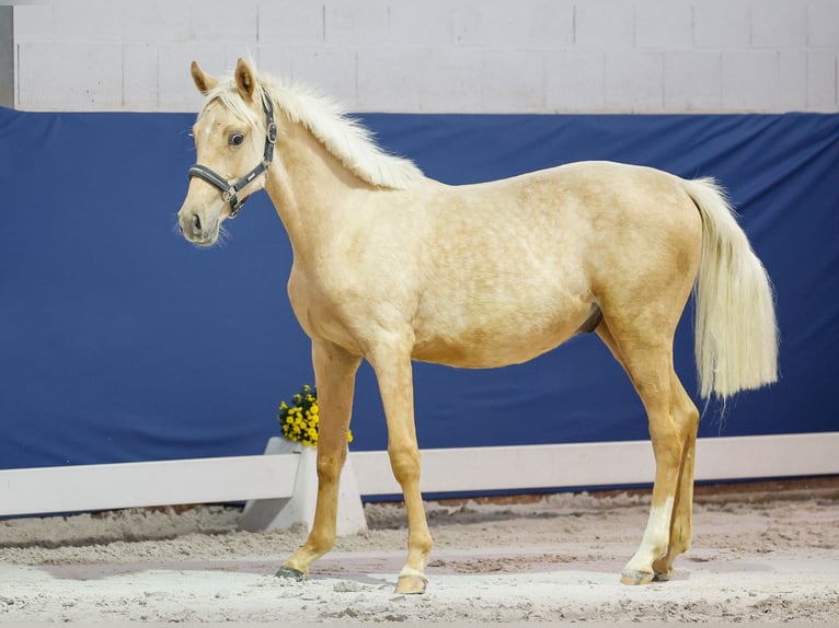 German Riding Pony Stallion Foal (05/2025) Palomino in Marsberg