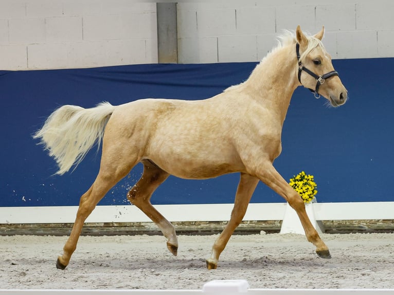 German Riding Pony Stallion Foal (05/2025) Palomino in Marsberg