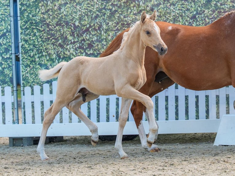 German Riding Pony Stallion Foal (05/2026) Palomino in Mnster-Handorf