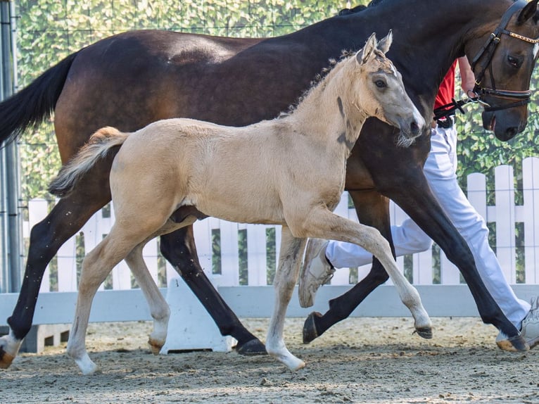 German Riding Pony Stallion Foal (05/2025) Palomino in M&#xFC;nster-Handorf