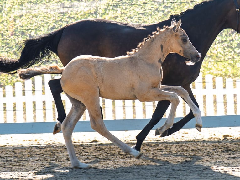 German Riding Pony Stallion Foal (05/2025) Palomino in M&#xFC;nster-Handorf