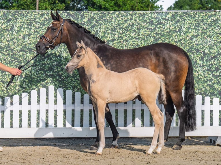 German Riding Pony Stallion Foal (05/2025) Palomino in M&#xFC;nster-Handorf