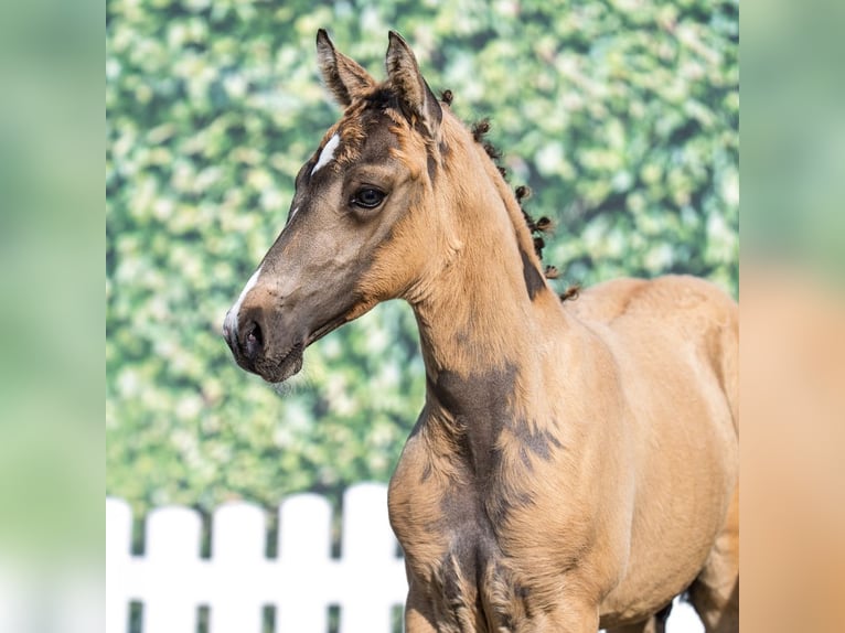 German Riding Pony Stallion Foal (05/2025) Palomino in M&#xFC;nster-Handorf