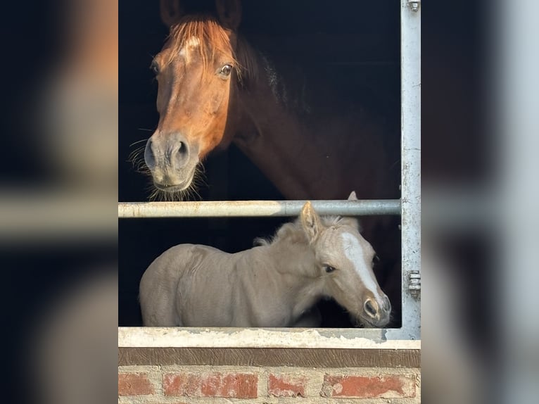 German Riding Pony Stallion  Palomino in Billerbeck