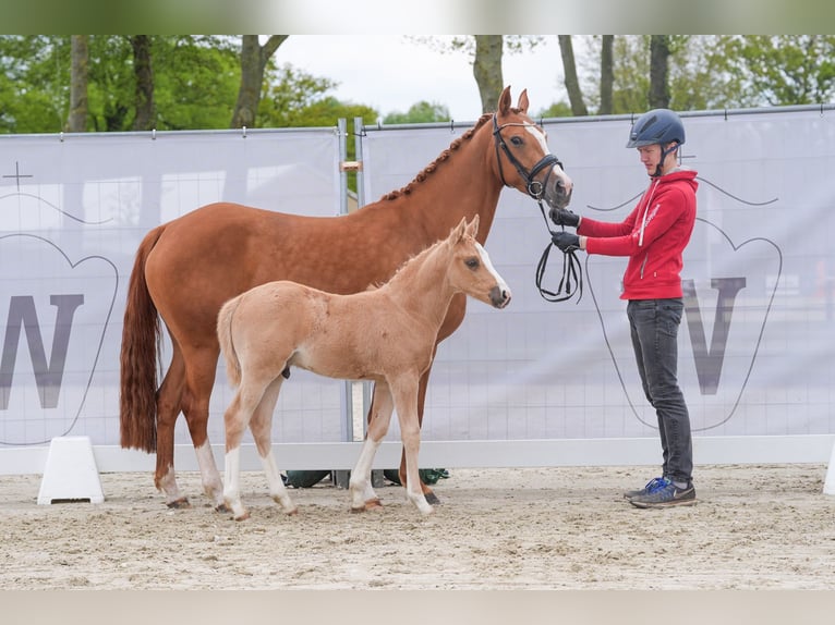 German Riding Pony Stallion Foal (03/2024) Palomino in Mettingen