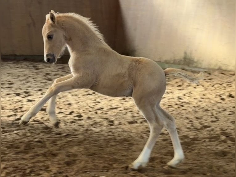 German Riding Pony Stallion Foal (01/2026) Palomino in Achim