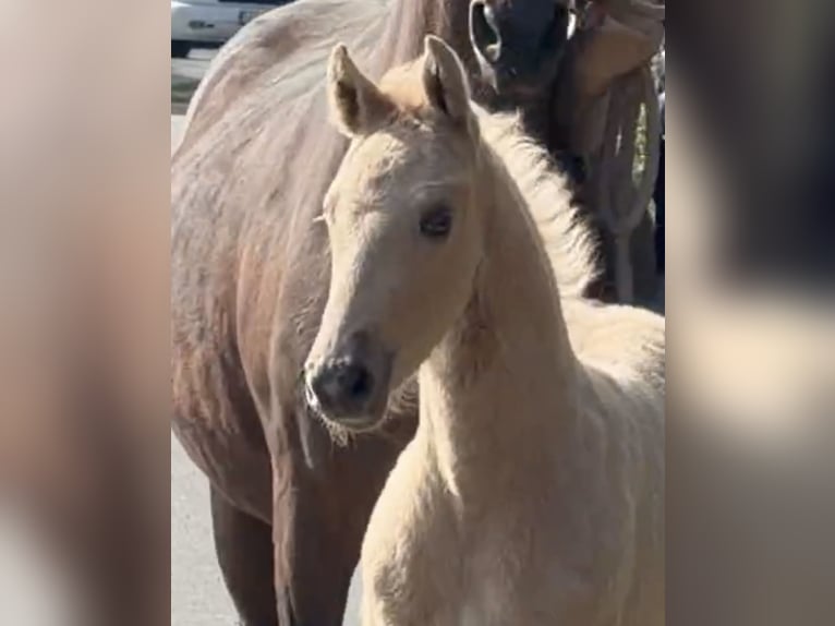 German Riding Pony Stallion Foal (03/2026) Palomino in Achim