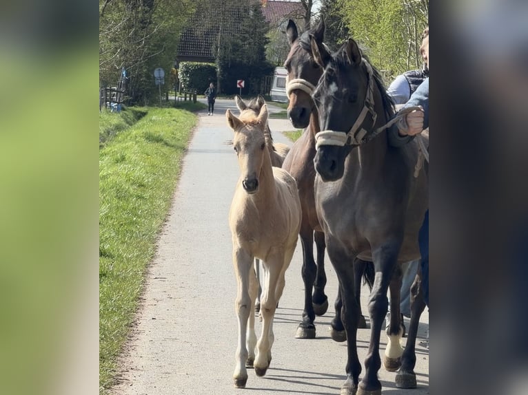 German Riding Pony Stallion Foal (03/2026) Palomino in Achim