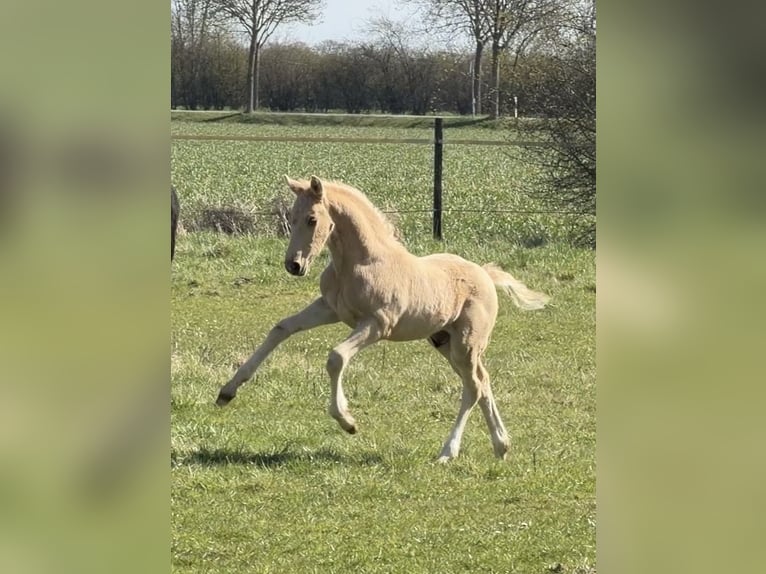 German Riding Pony Stallion Foal (03/2026) Palomino in Achim