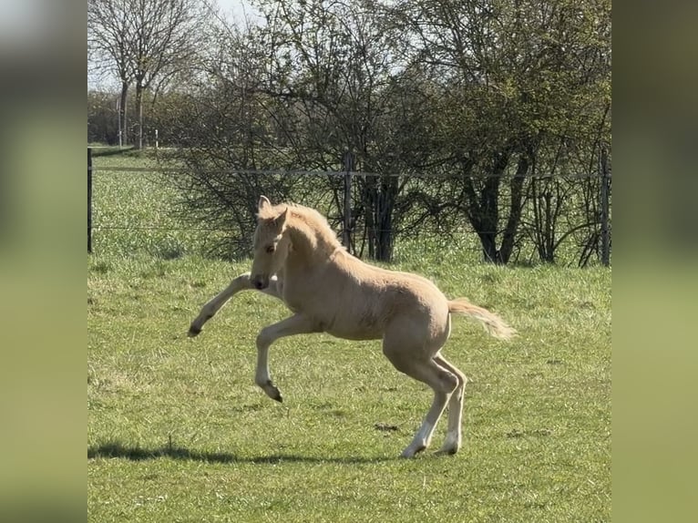 German Riding Pony Stallion Foal (03/2026) Palomino in Achim