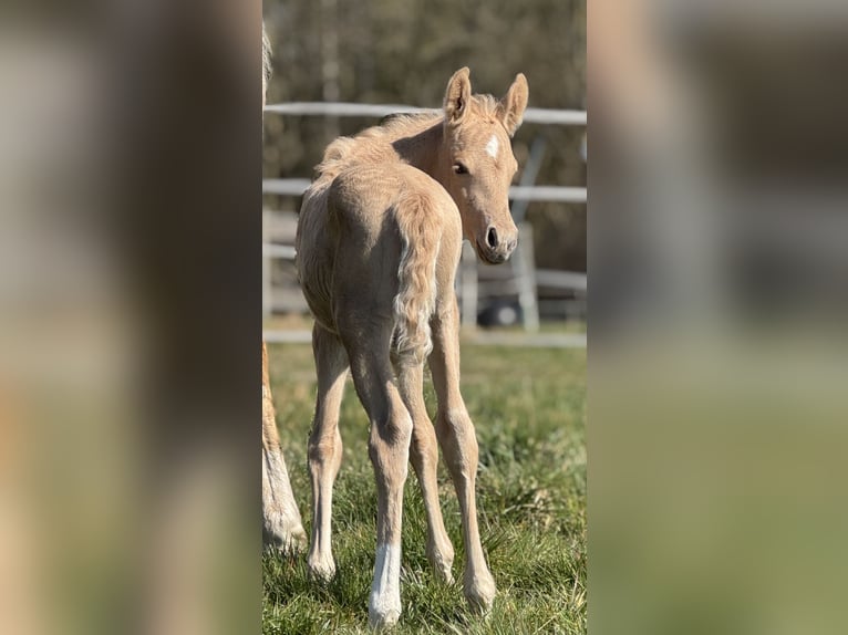 German Riding Pony Stallion  Palomino in Westerstede