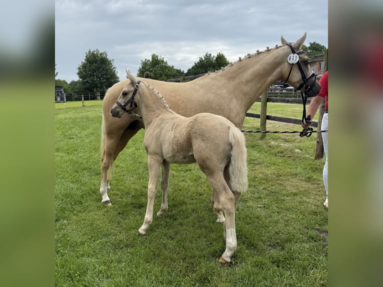 German Riding Pony Stallion  Palomino in Westerstede