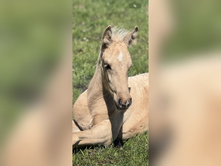 German Riding Pony Stallion  Palomino in Westerstede