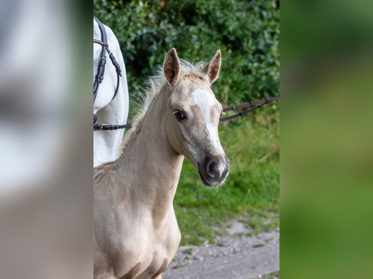 German Riding Pony Stallion Foal (06/2024) Palomino in Hohenlockstedt