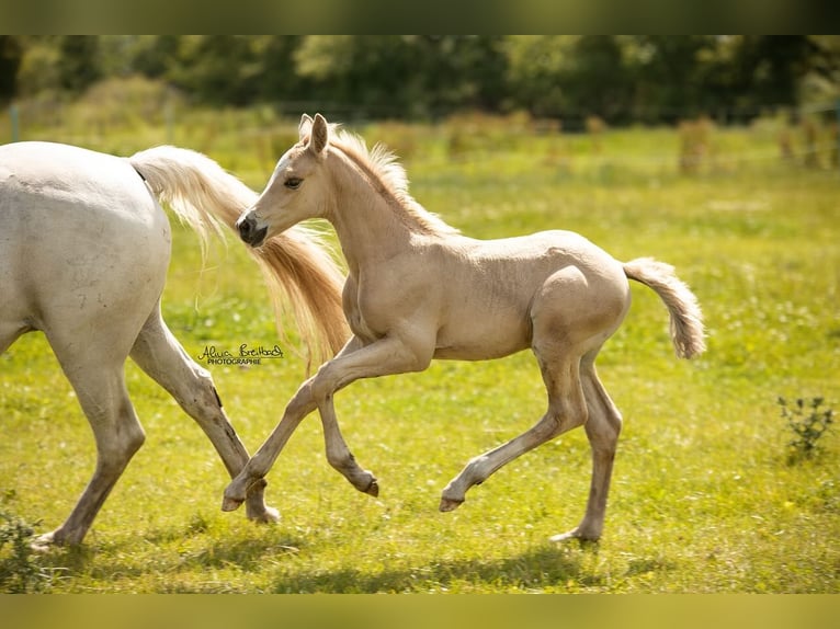 German Riding Pony Stallion Foal (06/2024) Palomino in Hohenlockstedt