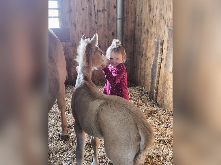 German Riding Pony Stallion Foal (03/2026) Palomino in Butjadingen