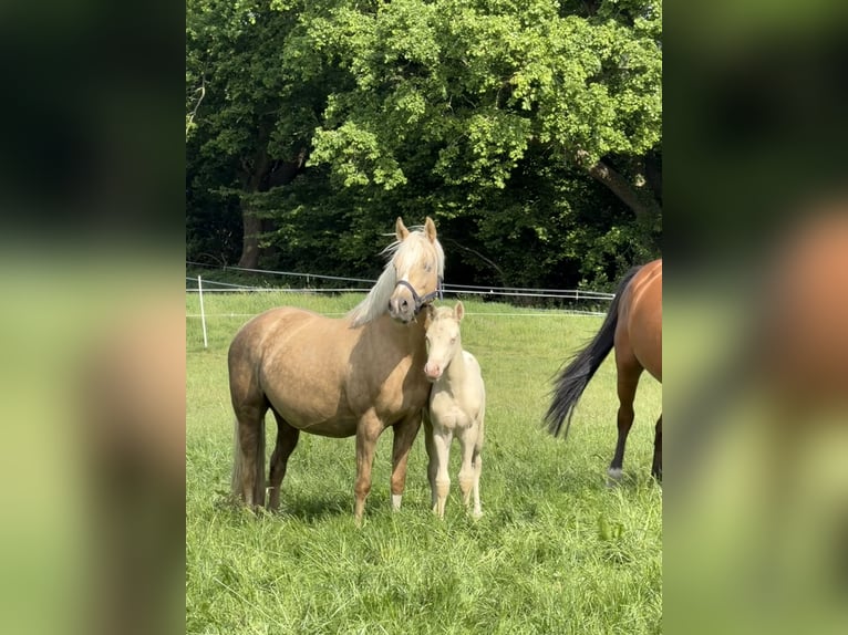 German Riding Pony Stallion Foal (03/2026) Perlino in Hanerau-Hademarschen