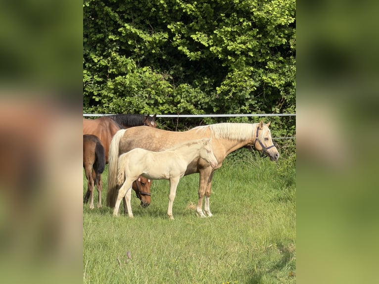 German Riding Pony Stallion Foal (03/2026) Perlino in Hanerau-Hademarschen