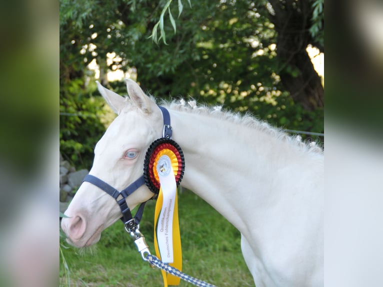 German Riding Pony Stallion Foal (03/2024) Perlino in Lippetal