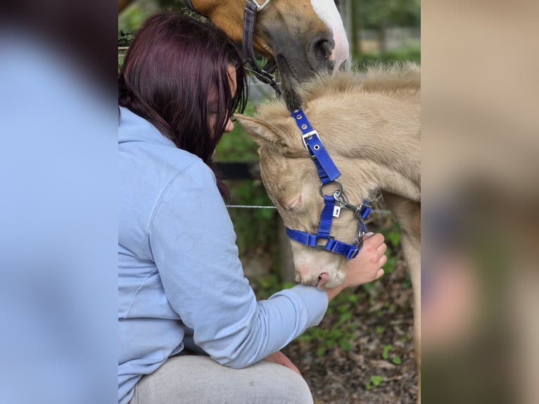 German Riding Pony Stallion Foal (04/2026) Perlino in Castrop-Rauxel