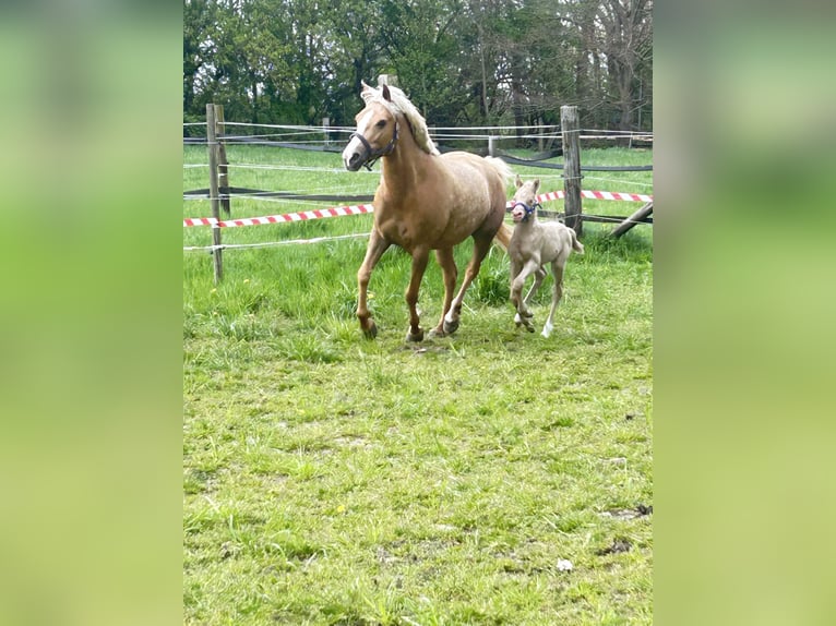 German Riding Pony Stallion Foal (04/2026) Perlino in Castrop-Rauxel