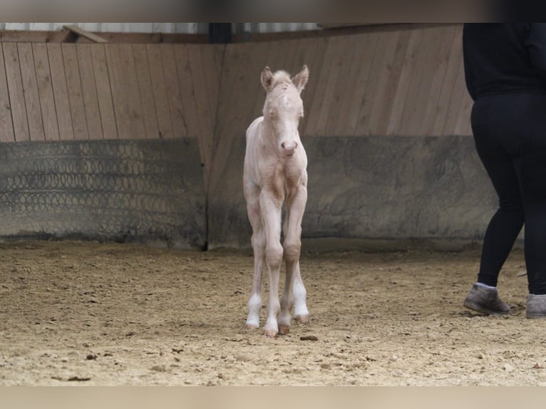 German Riding Pony Stallion Foal (04/2026) Perlino in Castrop-Rauxel