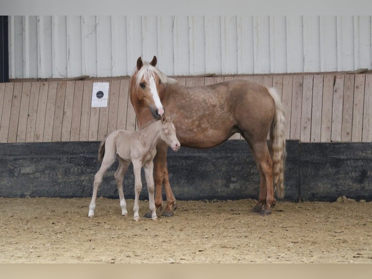 German Riding Pony Stallion Foal (04/2026) Perlino in Castrop-Rauxel