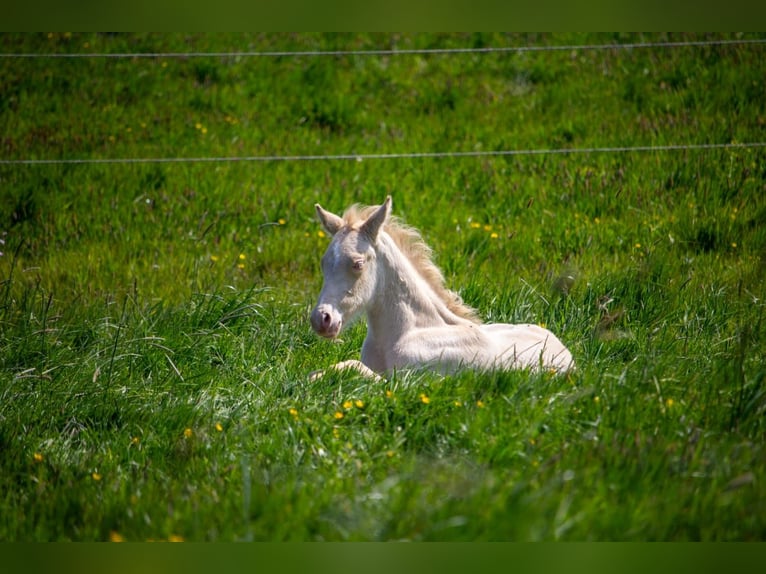German Riding Pony Stallion Foal (05/2025) Perlino in Struxdorf