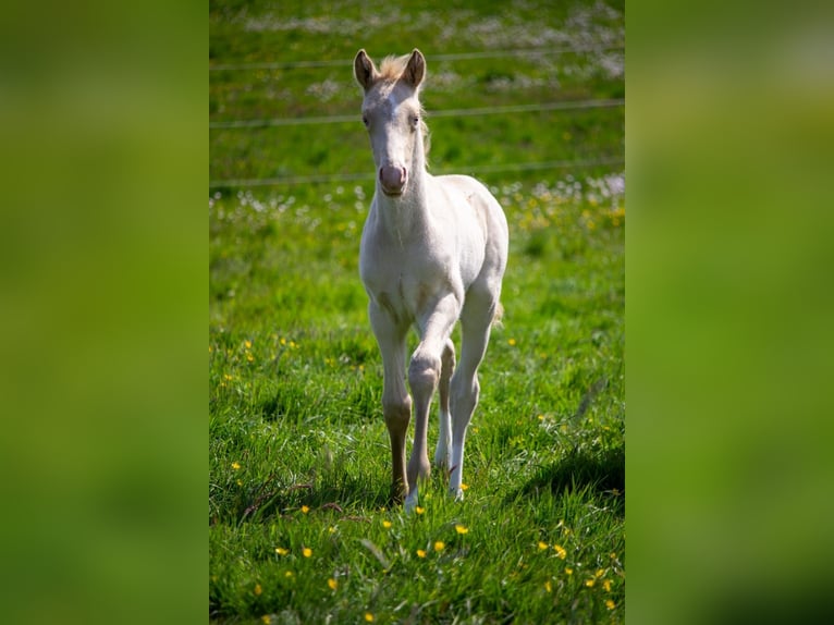 German Riding Pony Stallion Foal (05/2025) Perlino in Struxdorf