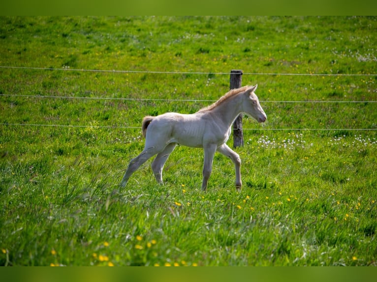 German Riding Pony Stallion Foal (05/2025) Perlino in Struxdorf