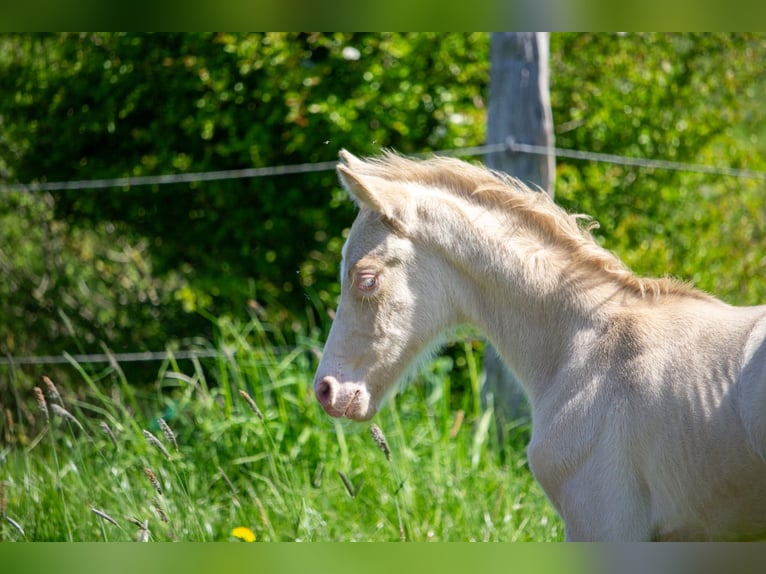 German Riding Pony Stallion Foal (05/2025) Perlino in Struxdorf