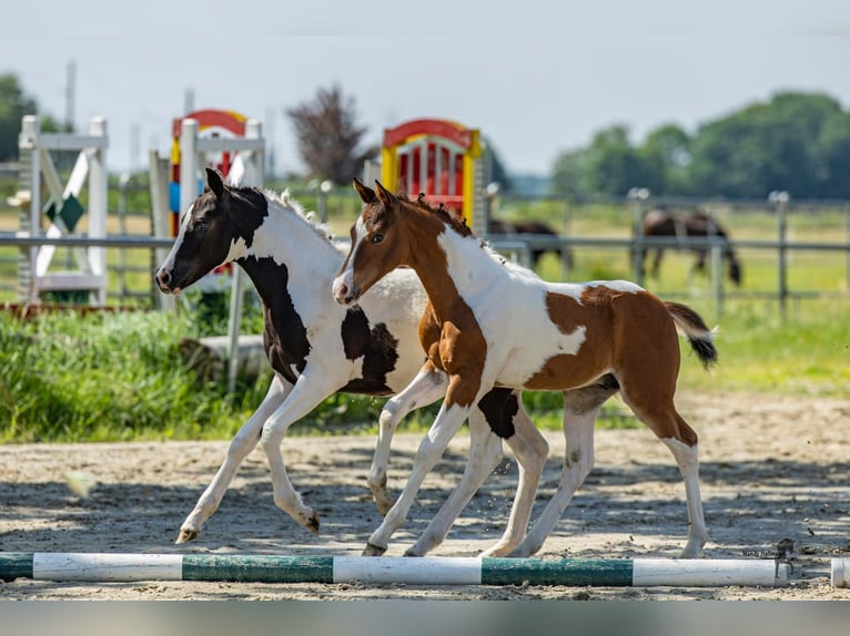 German Riding Pony Stallion Foal (04/2026) Pinto in Ritterhude