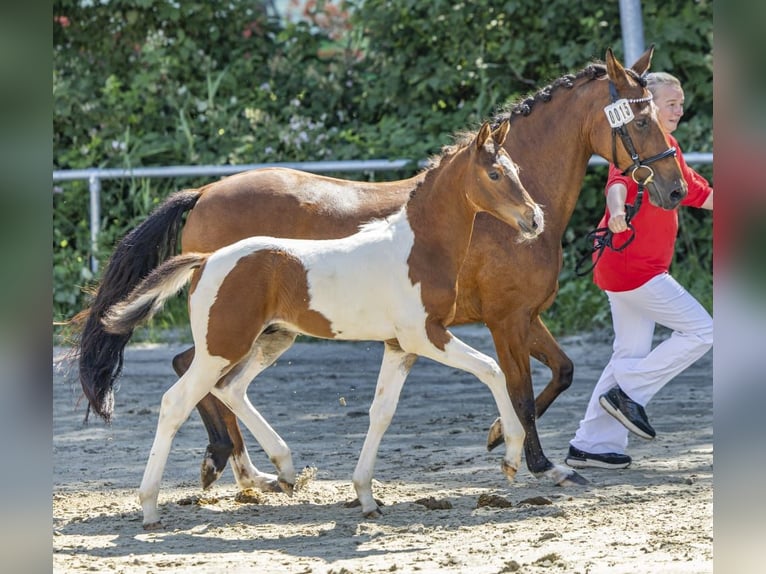 German Riding Pony Stallion Foal (04/2026) Pinto in Ritterhude