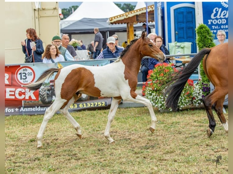 German Riding Pony Stallion Foal (04/2026) Pinto in Ritterhude