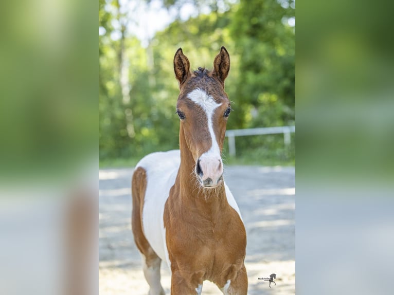 German Riding Pony Stallion Foal (04/2026) Pinto in Ritterhude