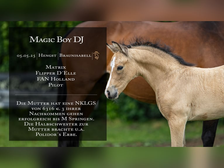 German Riding Pony Stallion  in Neuenhaus
