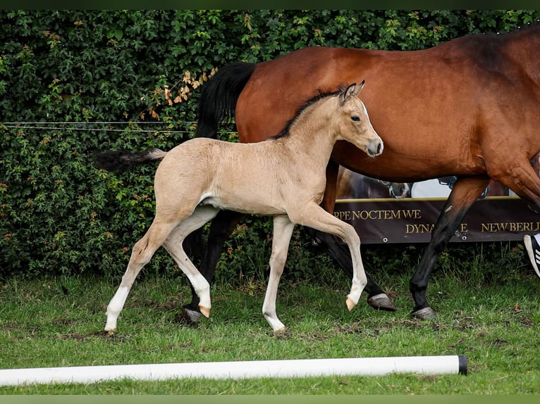 German Riding Pony Stallion  in Neuenhaus
