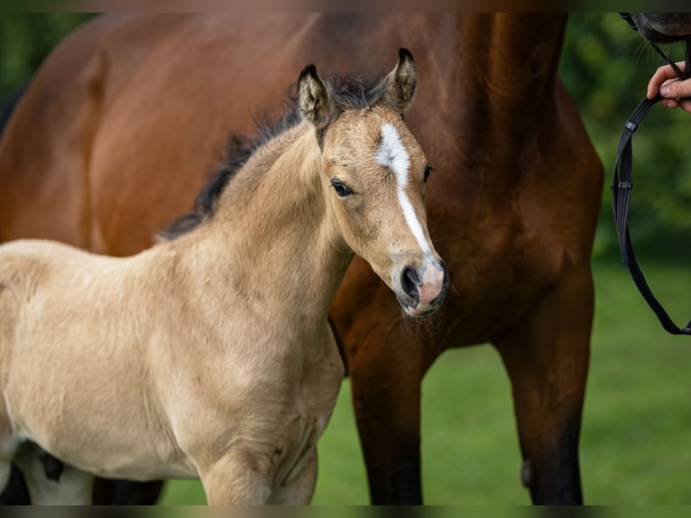 German Riding Pony Stallion  in Neuenhaus