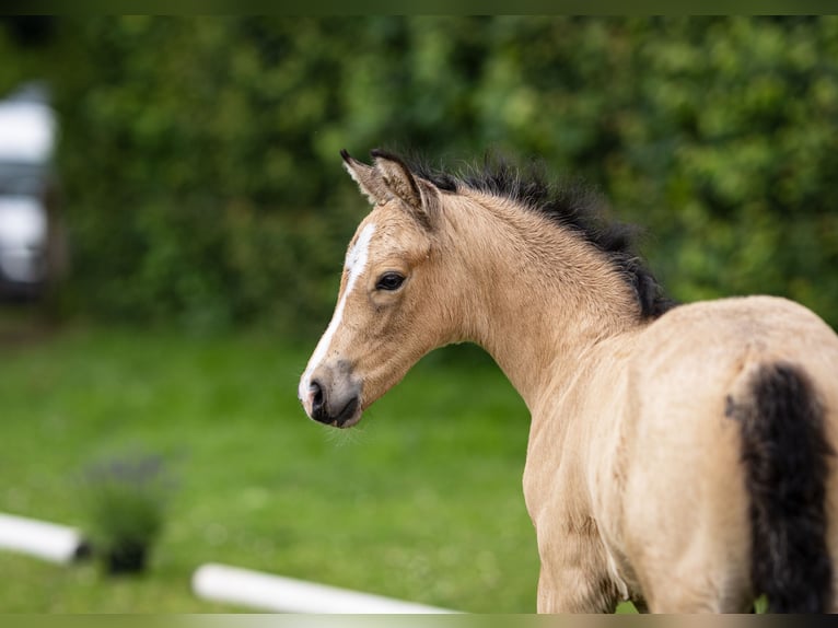 German Riding Pony Stallion  in Neuenhaus