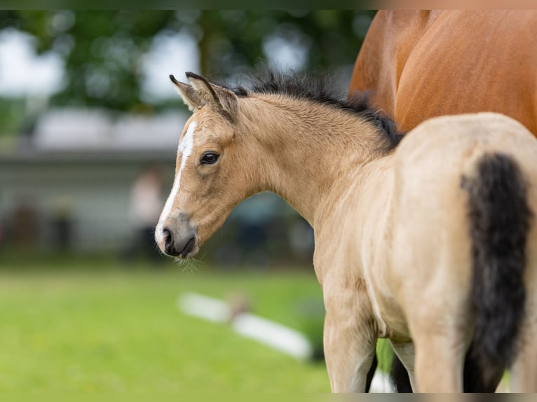 German Riding Pony Stallion  in Neuenhaus