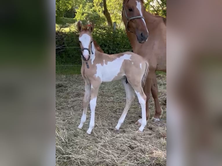 German Riding Pony Stallion Foal (05/2026)  in Burow