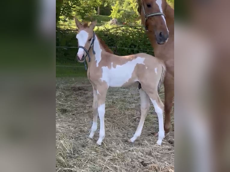 German Riding Pony Stallion Foal (05/2026)  in Burow