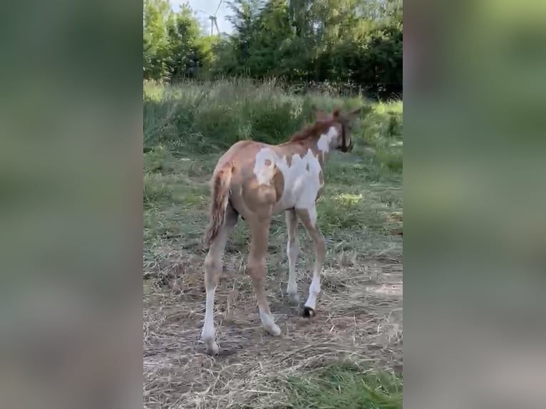 German Riding Pony Stallion Foal (05/2026)  in Burow