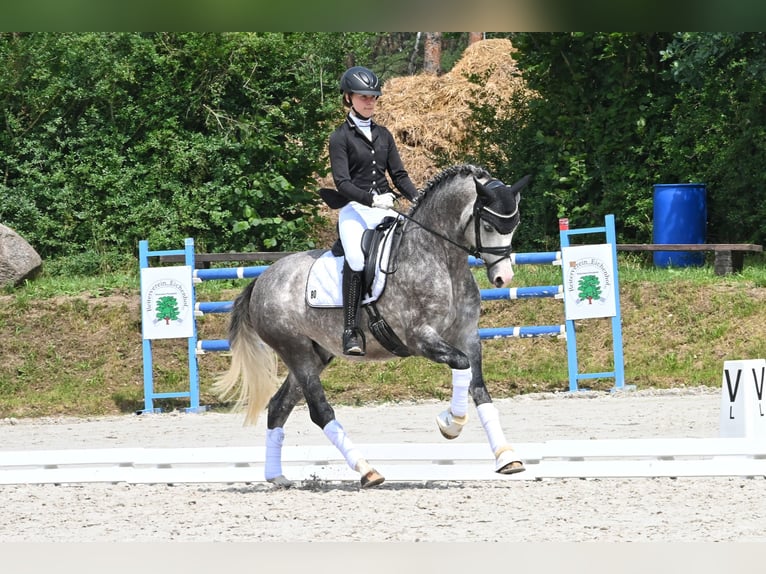 German Riding Pony Stallion Gray in Lippetal