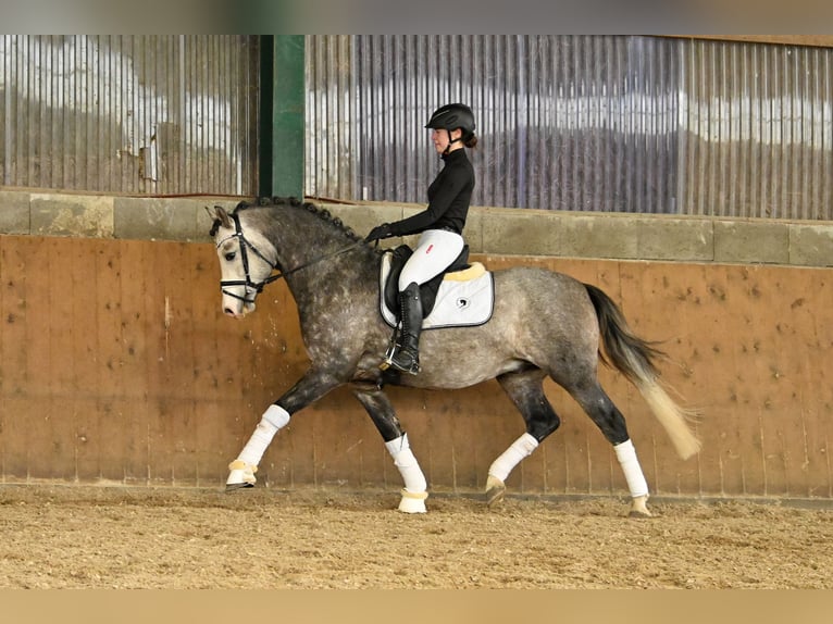 German Riding Pony Stallion Gray in Lippetal