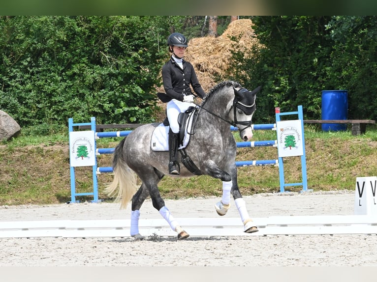 German Riding Pony Stallion Grey in Lippetal