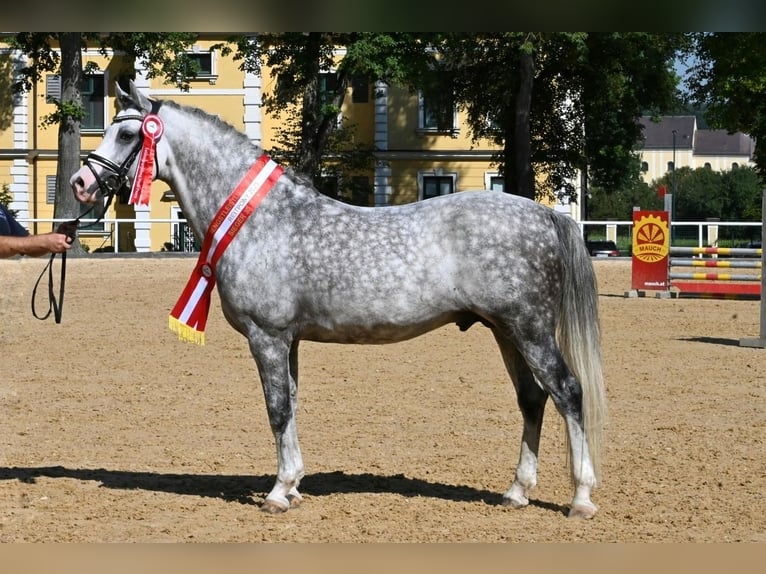 German Riding Pony Stallion Grey in Lippetal