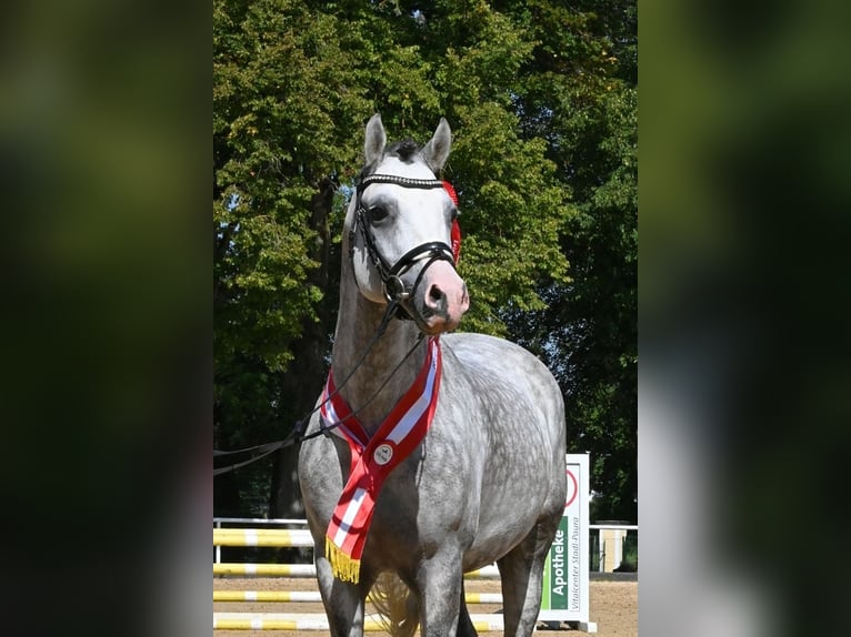German Riding Pony Stallion Grey in Lippetal