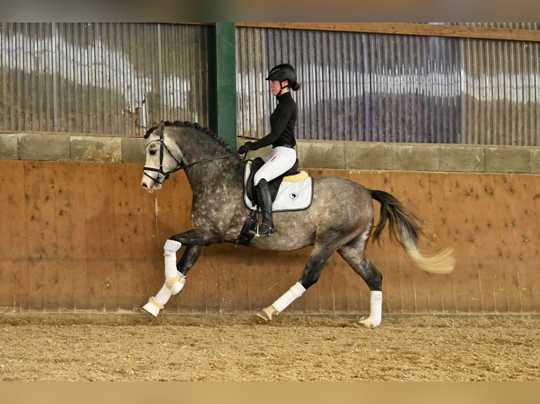 German Riding Pony Stallion Grey in Lippetal